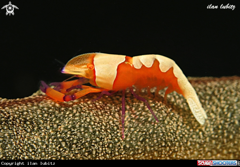 A shrimp