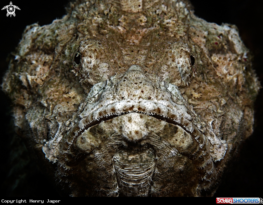 A Flasher Scorpionfish