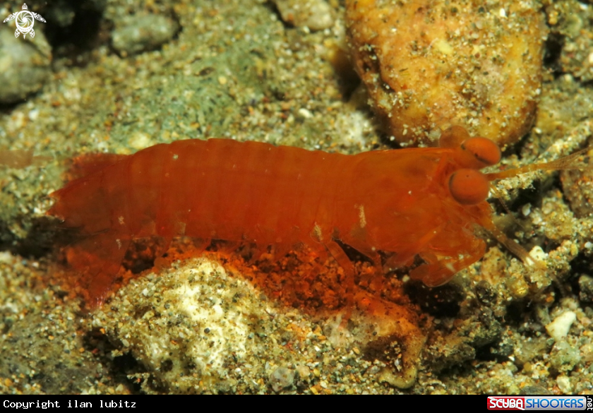 A Mantis shrimp