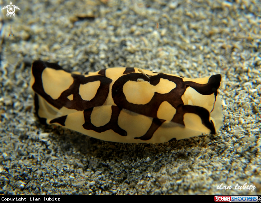 A sea slug