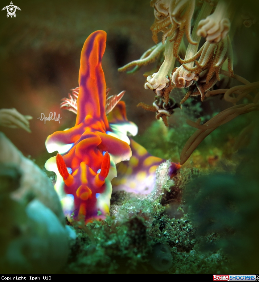 A Miamara magnifica