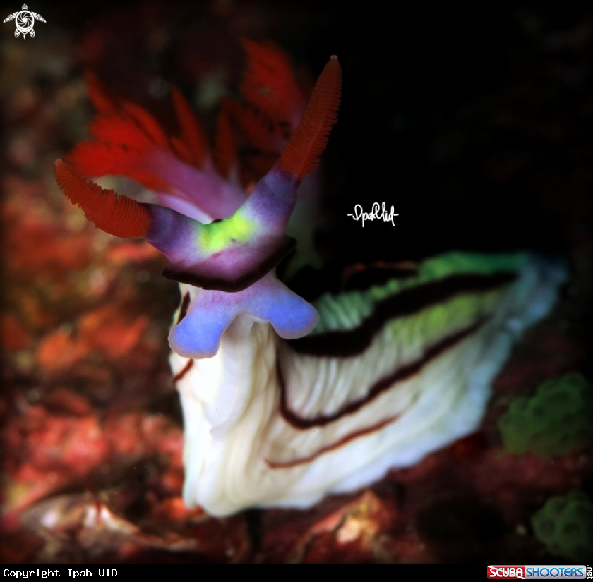 A NUDIBRANCH