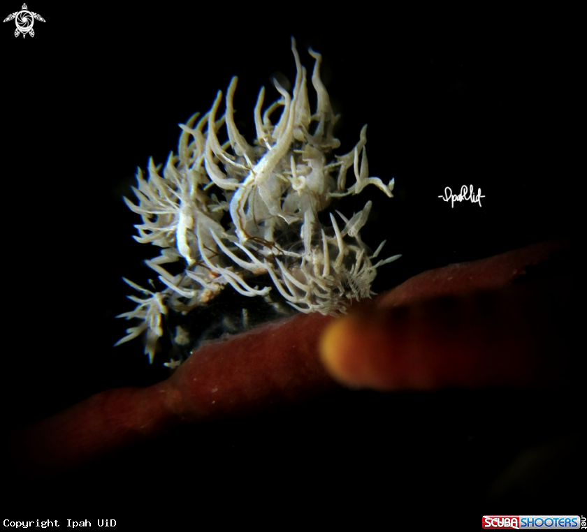 A MELIBE COLEMANI
