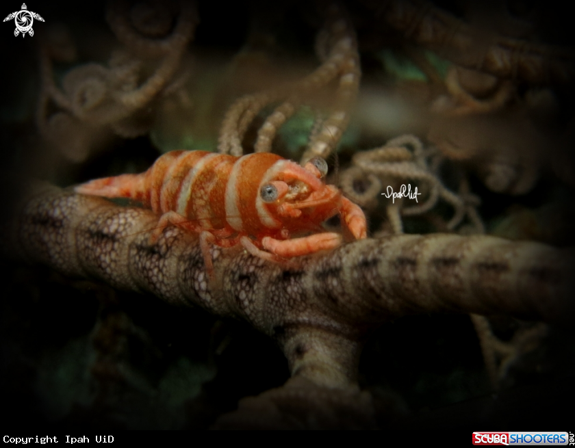 A Basket star shrimp