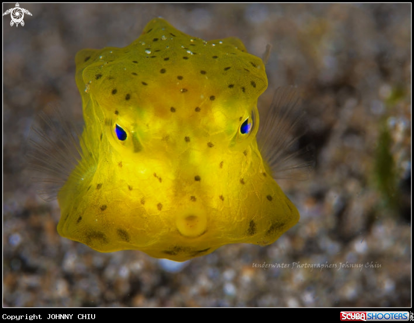 A Yellow Boxfish