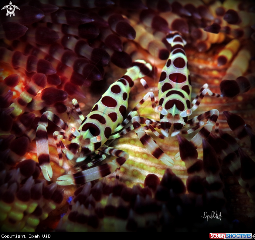 A Coleman shrimp