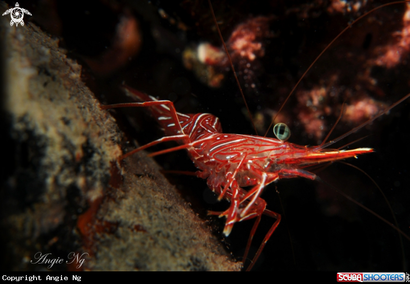 A Shrimp