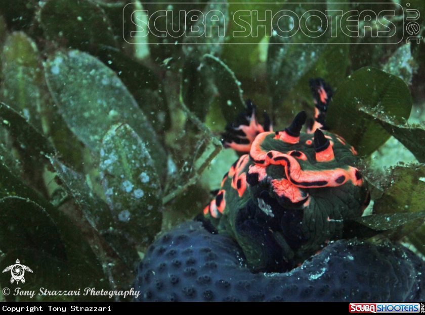 A Donut Nembrotha