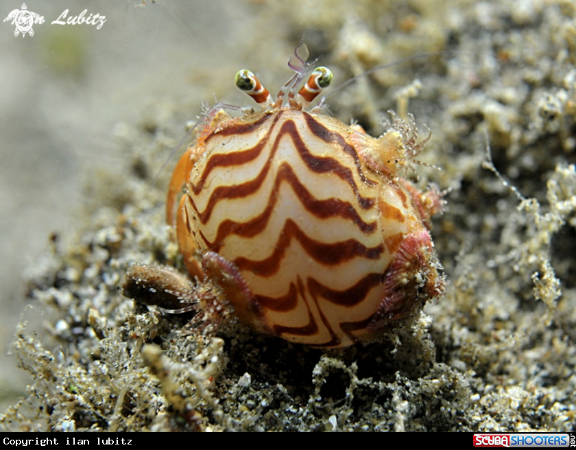 A hermit crab