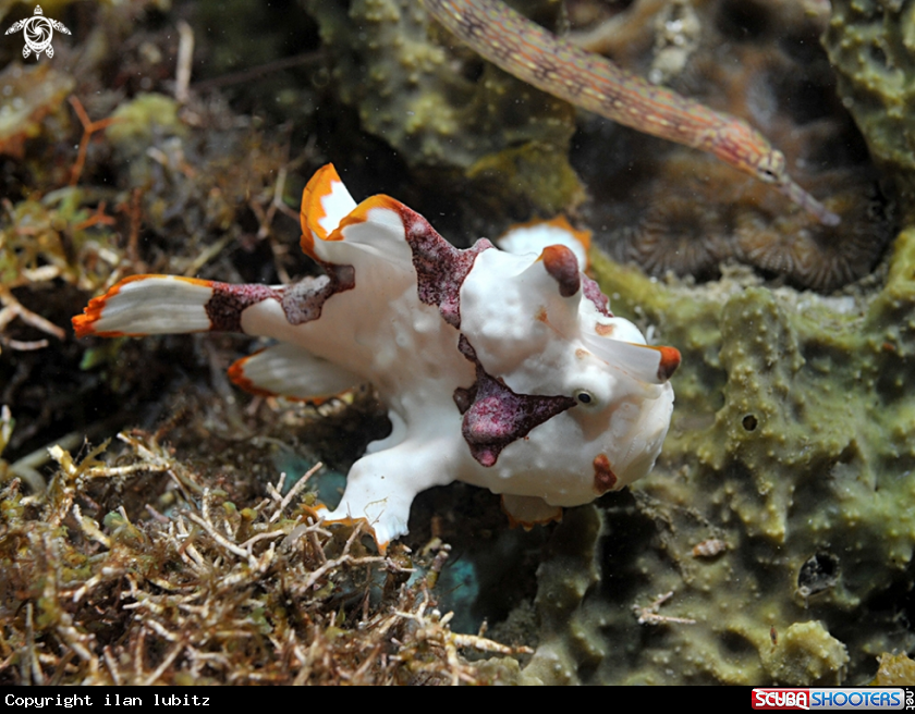 A frogfish
