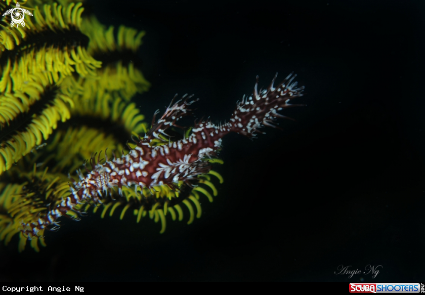 A Pipe Fish