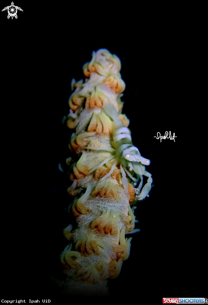 A Dasycaris zanzibarica