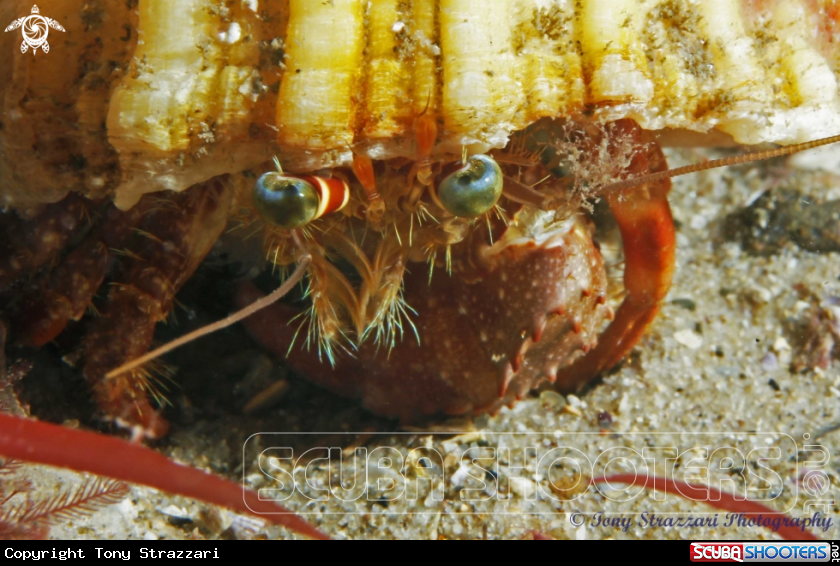 A Southern Pagurid Crab