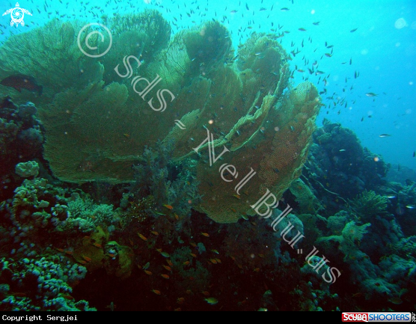A Reef