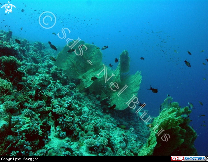 A Reef