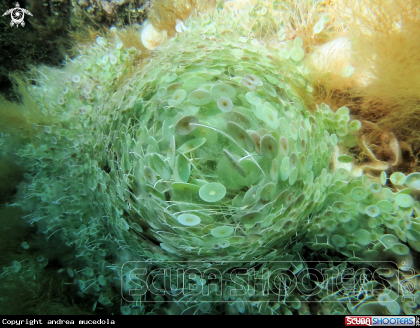 A warping a family of acetabularia