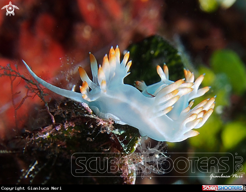 A Flabellina 