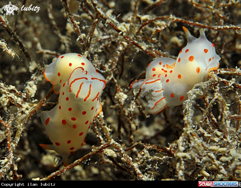 A Nudibranch
