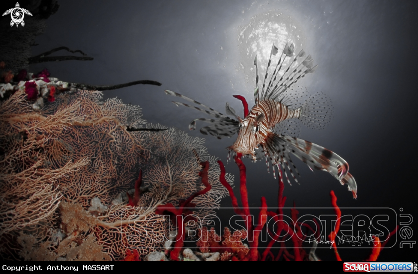 A Lion fish