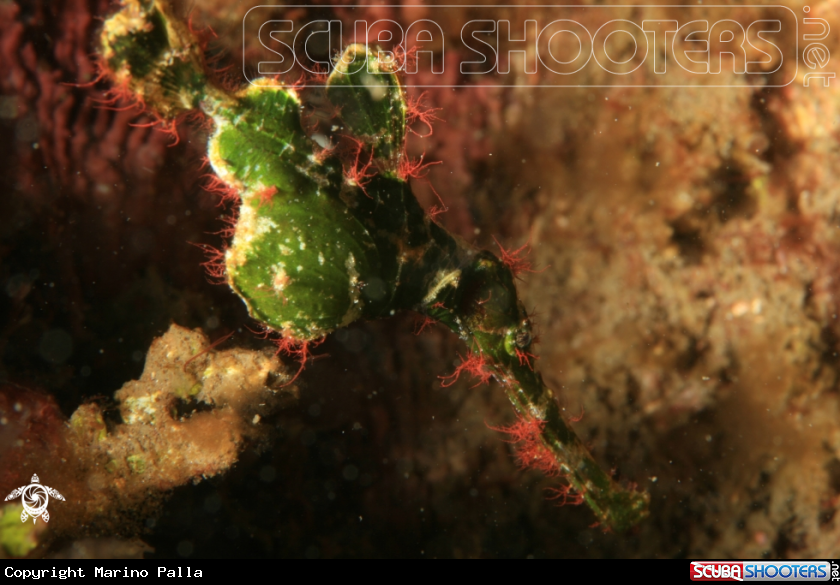 A Halimeda ghost pipefish