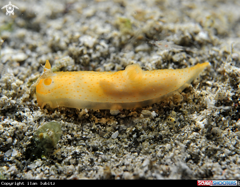 A Nudibranch