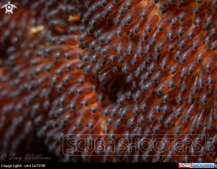 A amphibiron eggs