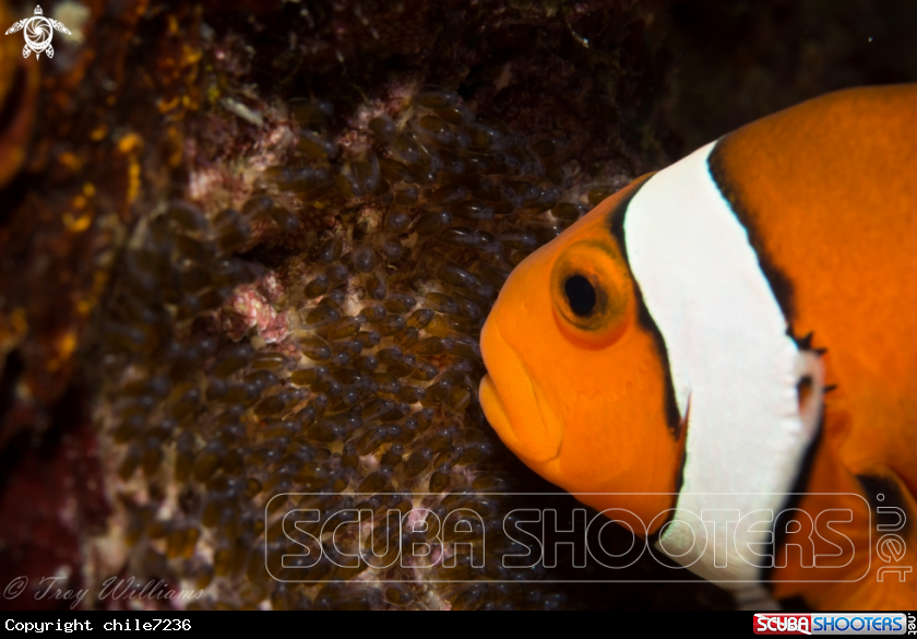A pelicula clown and eggs