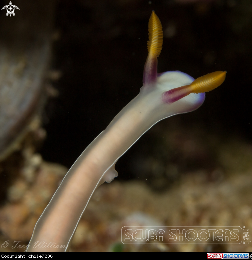 A nudibranch