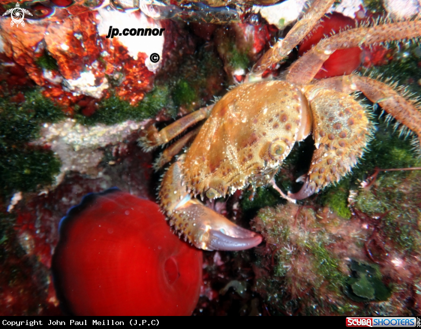 A Crabe