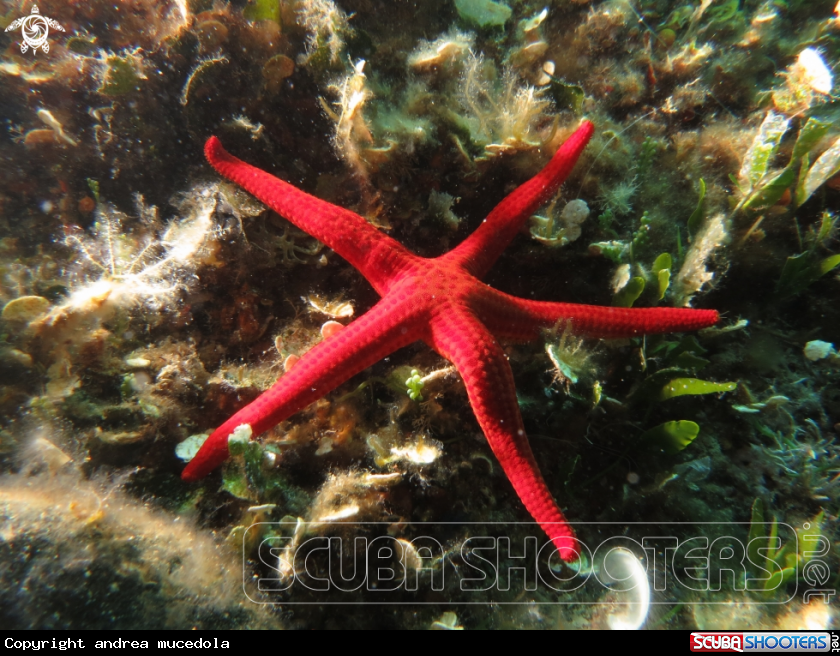 A stella arancio