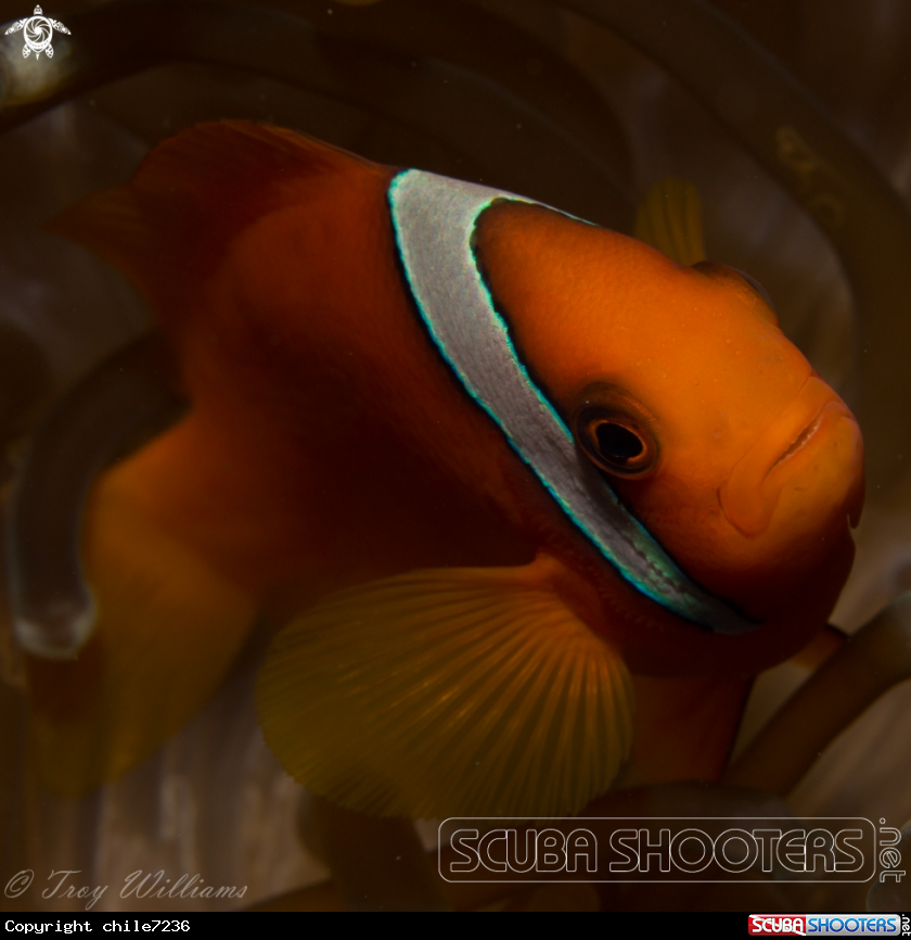 A tomato anemone fish