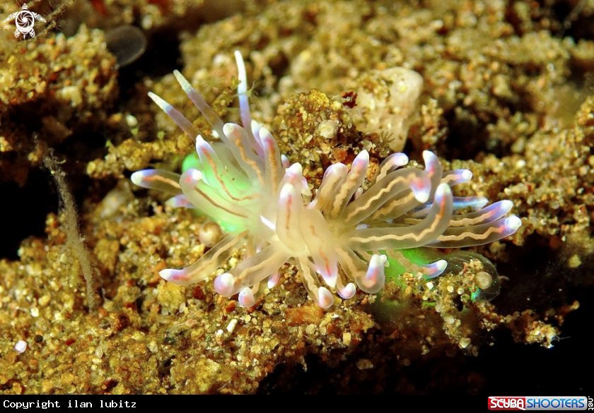 A sea slug