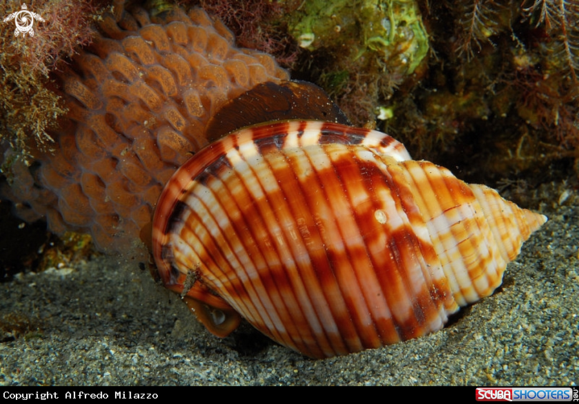 A Gasteropode