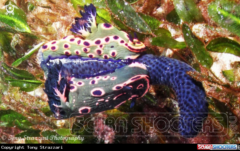 A Donut Nembrotha