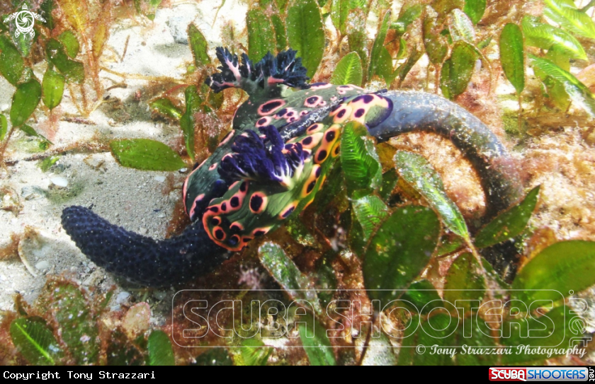 A Donut Nembrotha