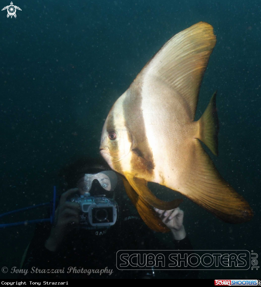 A Roundfaced batfish