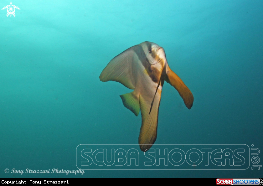 A Roundfaced batfish