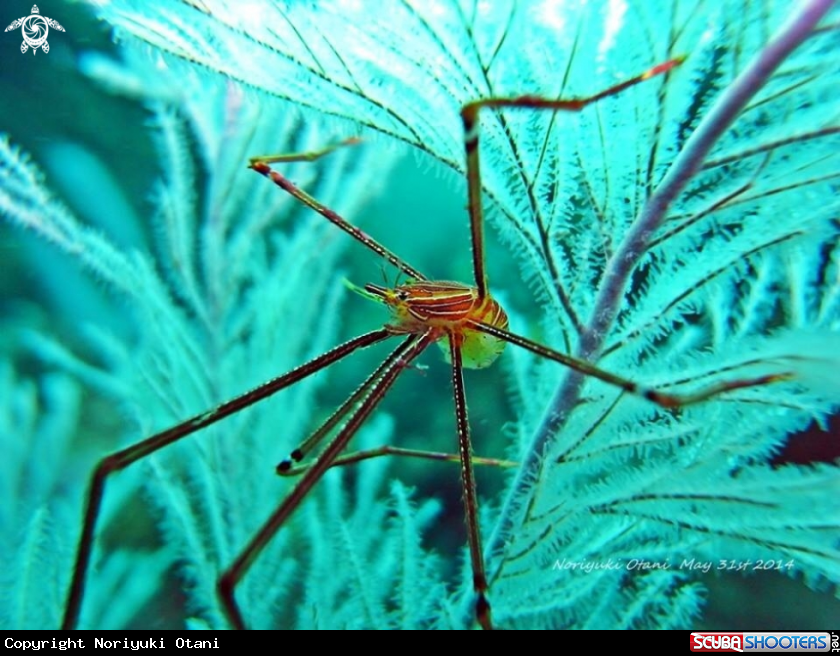A Ortmann's Squat Lobster