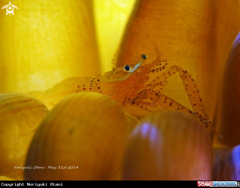 A Anemone Shrimp