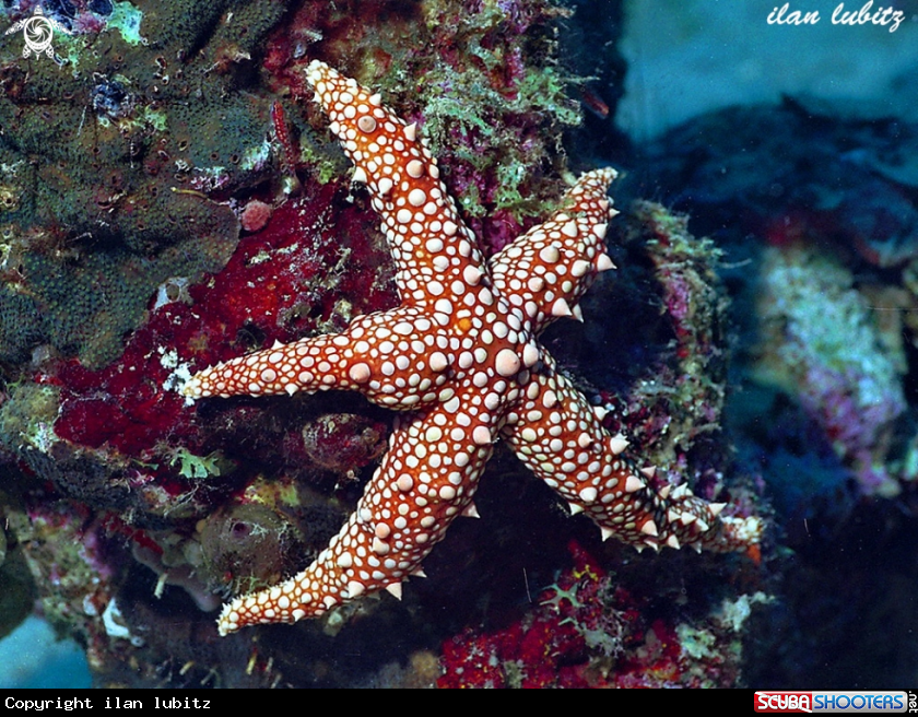 A sea star