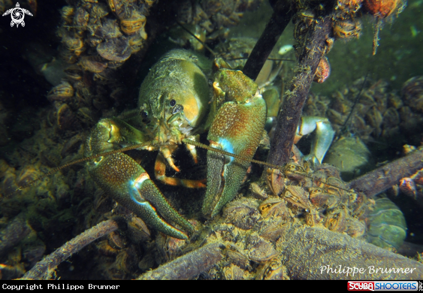 A Crayfish