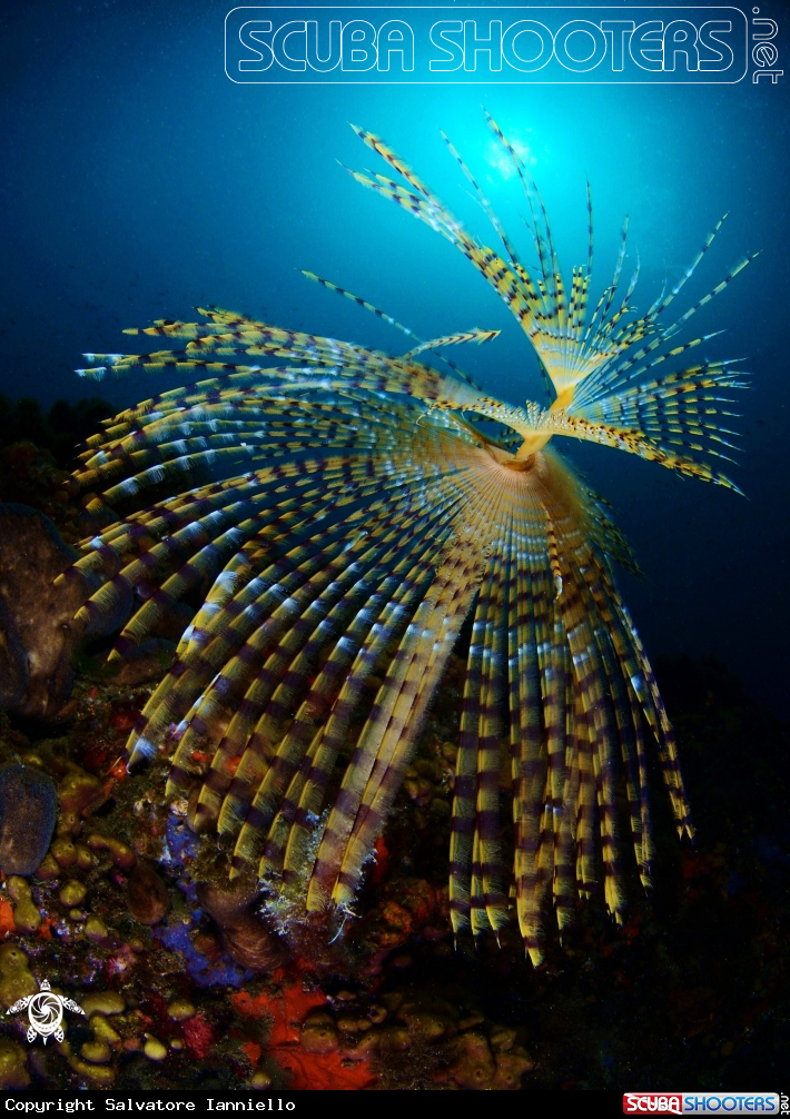 A Spirografo