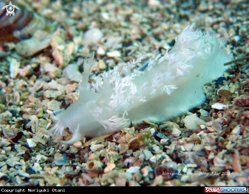 A nudi