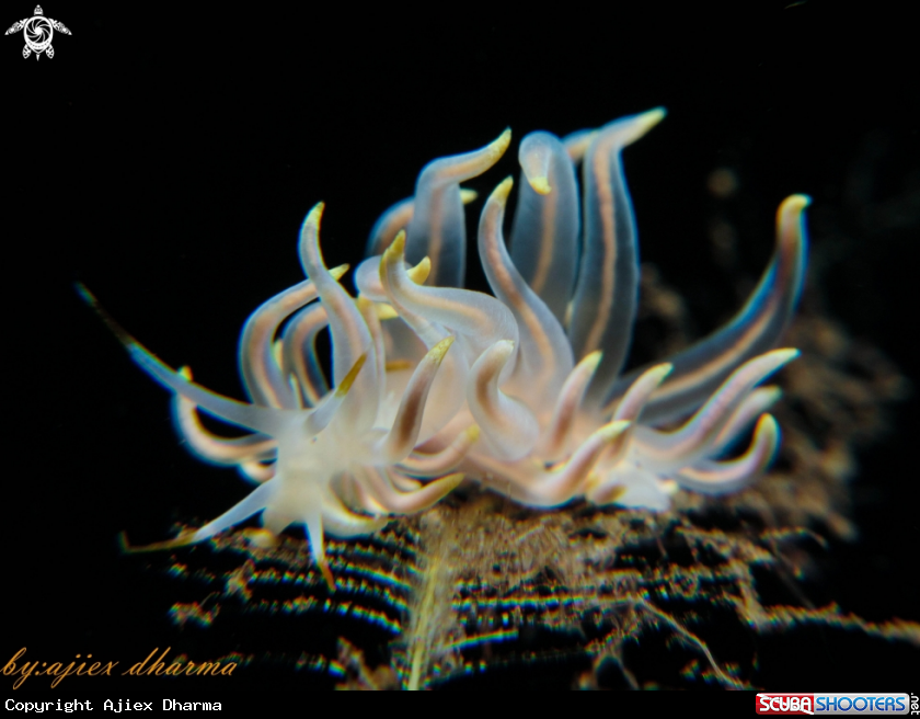 A cuthona sp