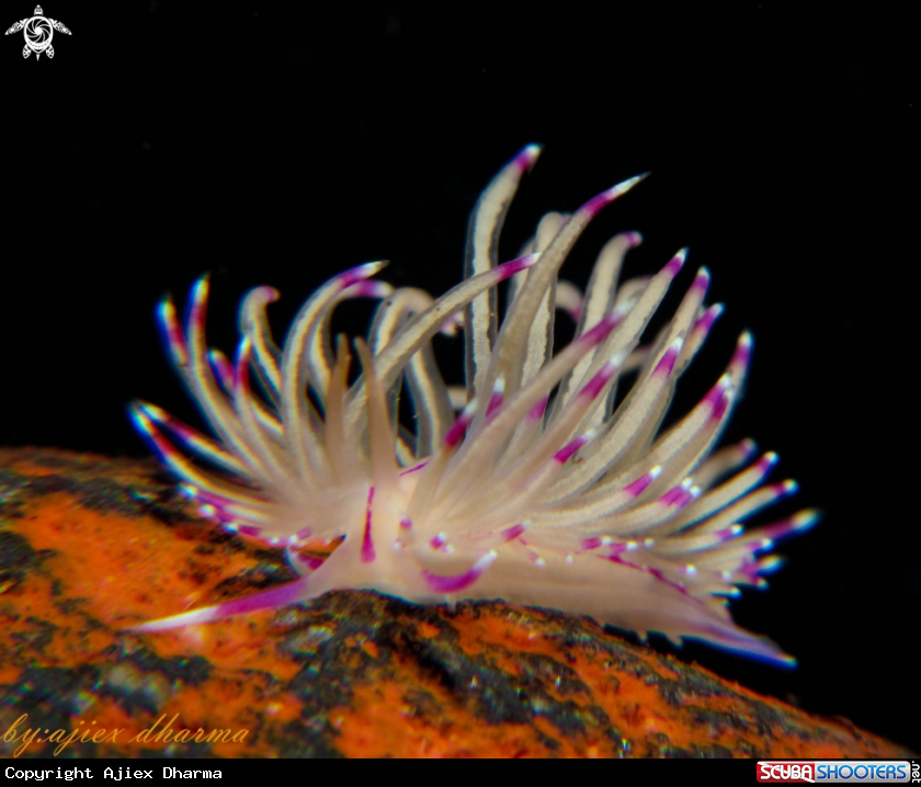 A unidentia angelvaldesi 