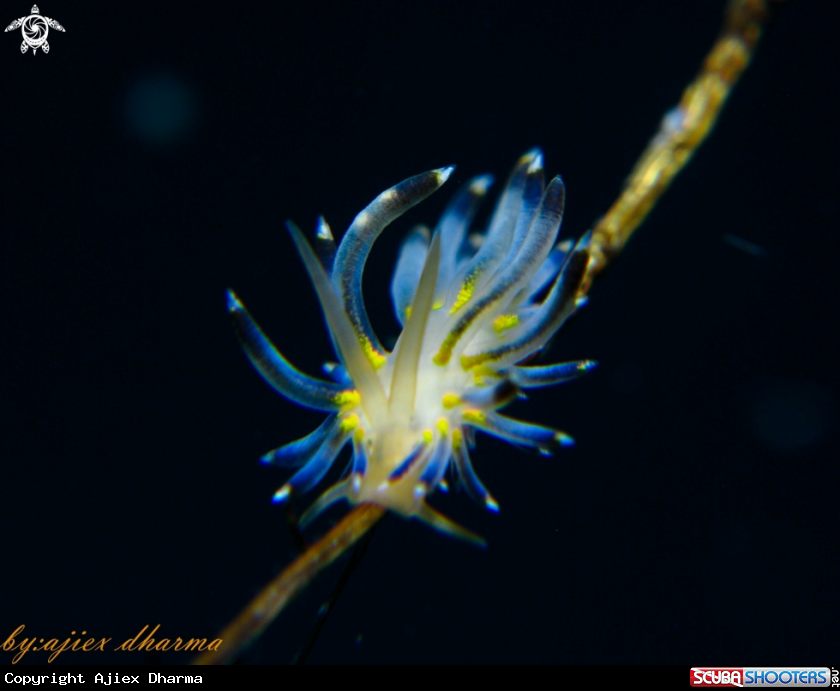 A sakuraeolis kirembosa 