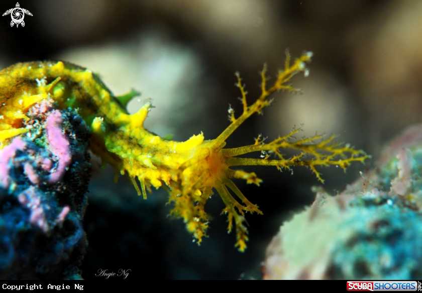 A Coral