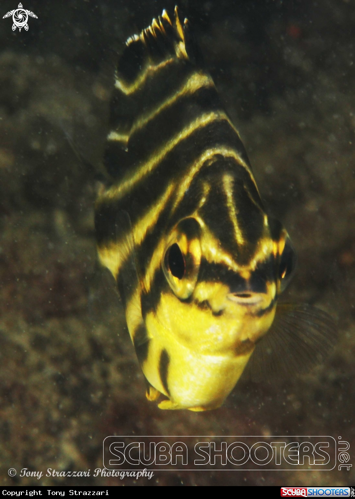 A Stripey