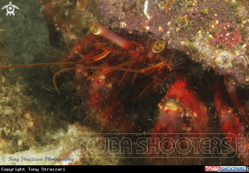 A Red hairy hermit crab