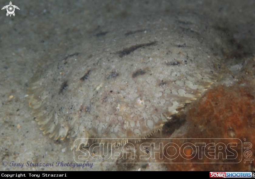 A Southern Peacock Sole